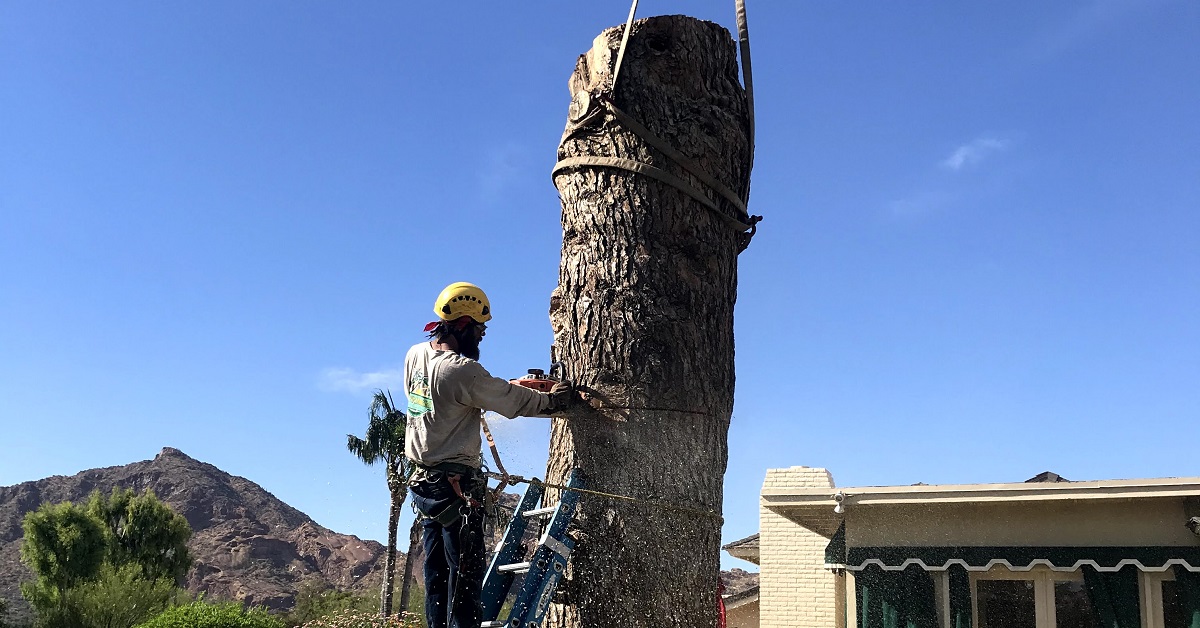 Professional Tree Removers Phoenix AZ
