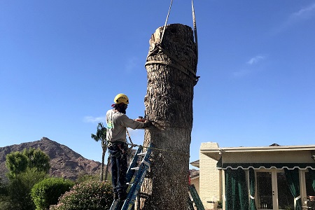 Professional Tree Removers Phoenix