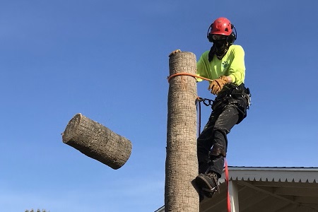 Tree Removal Process Phoenix