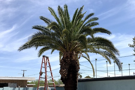 Native Palm Trees Phoenix