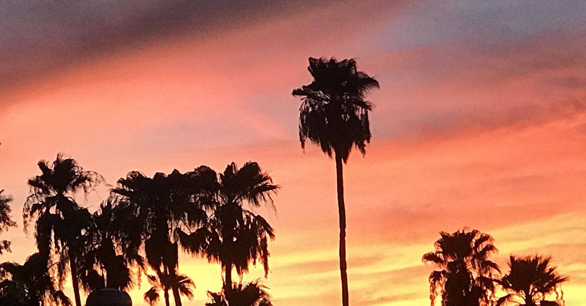 Native Trees Phoenix AZ