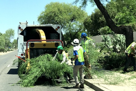 Professional Tree Service Phoenix