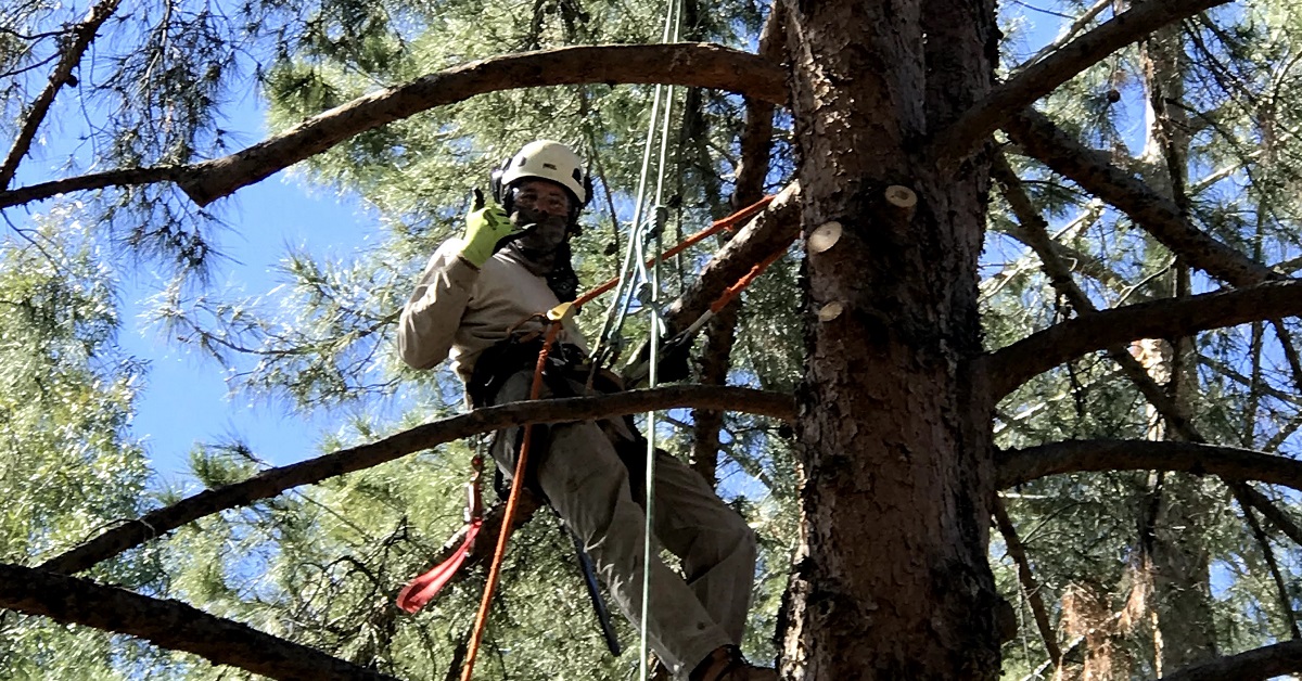 Tree Maintenance Phoenix Az