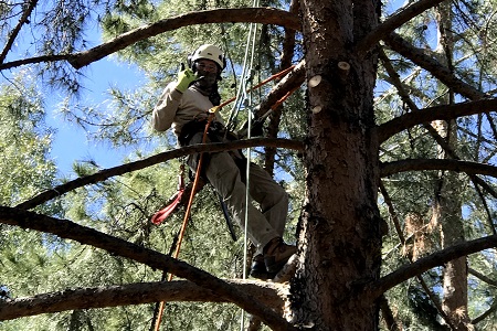 Tree Maintenance Phoenix