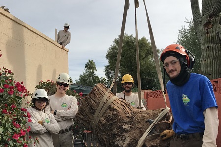 Tree Trimming Experts Scottsdale