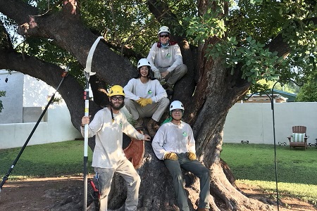 tree trimming tips scottsdale