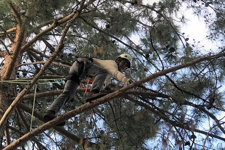 Benefits of Arborist Company Scottsdale