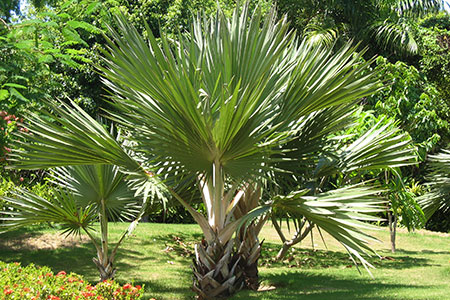 Palm Tree Maintenance Phoenix