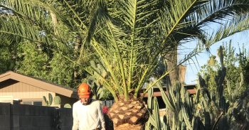Palm Tree Care Phoenix AZ