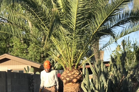 Palm Tree Care Phoenix