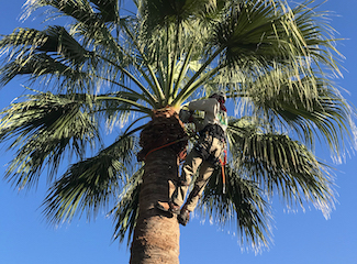 Palm Tree Trimming