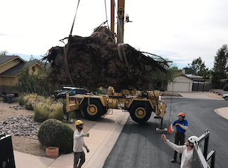 Tree Removal