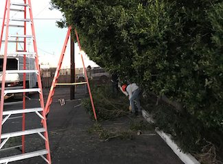 Tree Trimming