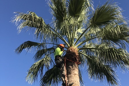 Date Palm Trimmers Phoenix