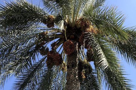 Date Palm Trimming Scottsdale