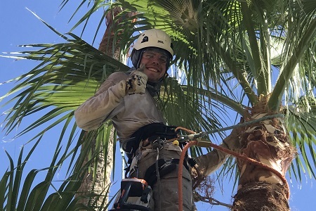 Palm Tree Trimmers Paradise Valley