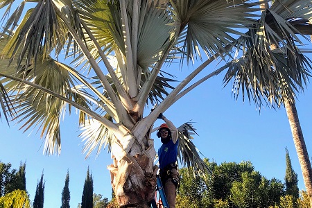 Palm Tree Trimming Paradise Valley