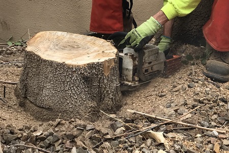 Stump Grinding Paradise Valley