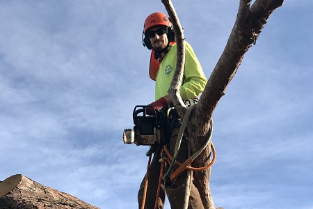 Certified Arborist Scottsdale