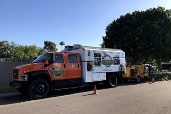 Professional Arborist Company Paradise Valley