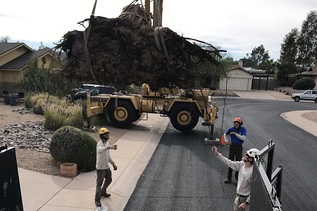 Stump Removal Company Paradise Valley