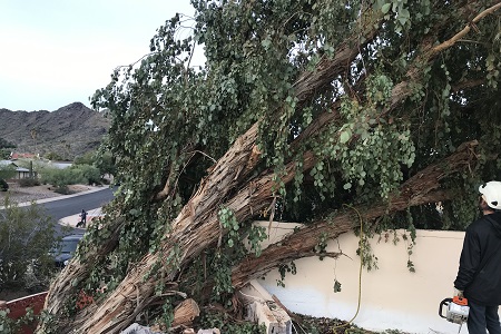 Tree Removal Paradise Valley