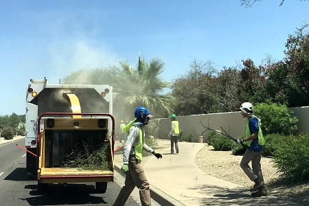 Tree Service Paradise Valley