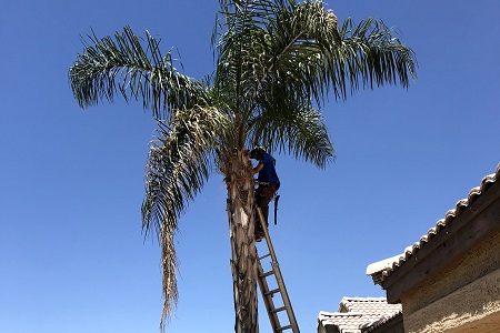 Tree Trimmer Service Paradise Valley