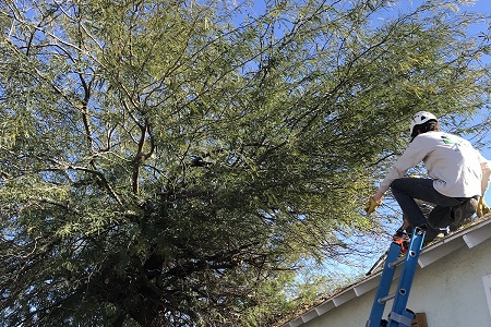 Tree Trimming Paradise Valley