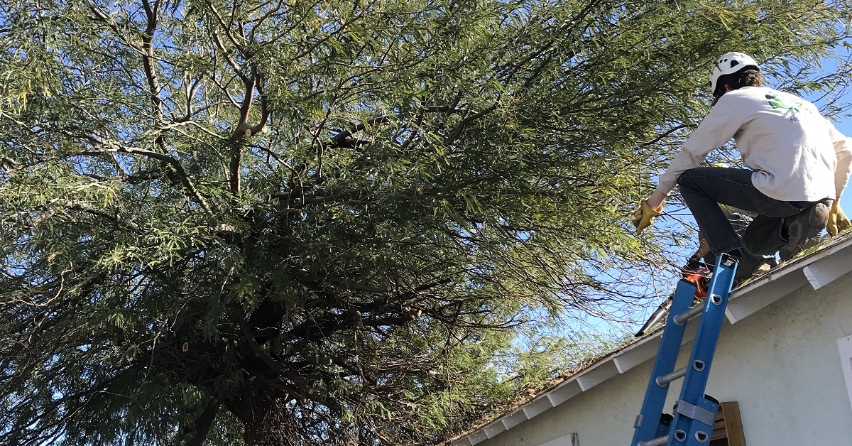 Tree Trimming Scottsdale PV Trimmers