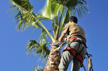 professional palm tree trimming service Phoenix