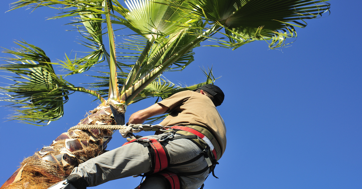 Tree Service Phoenix