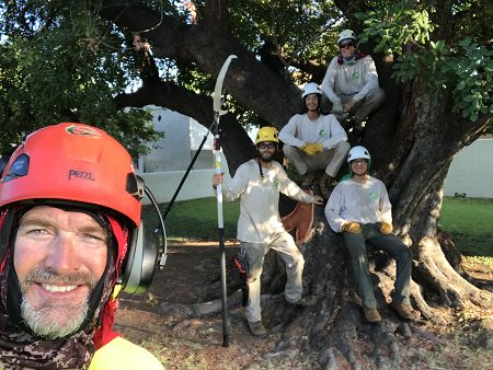 Tree Trimming Phoenix