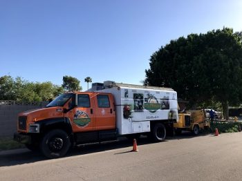 Trees Services Phoenix