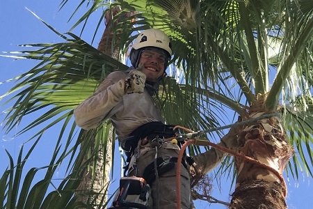 Palm Tree Removal Phoenix