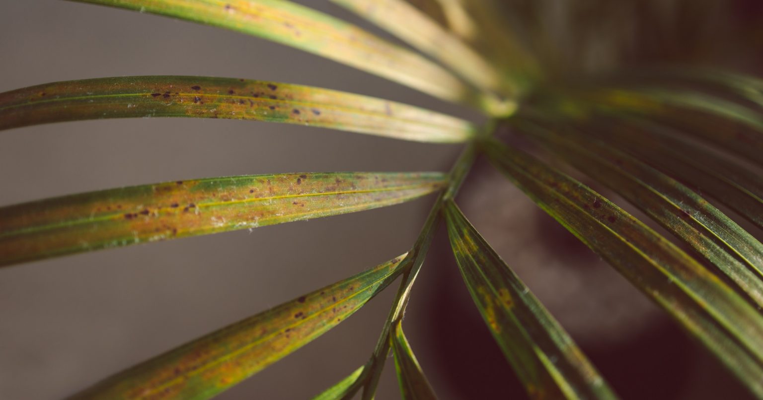 A Guide to Identifying Common Palm Tree Diseases PV Trimmers