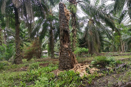 tree service phoenix