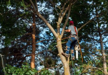 Tree Trimming Phoenix