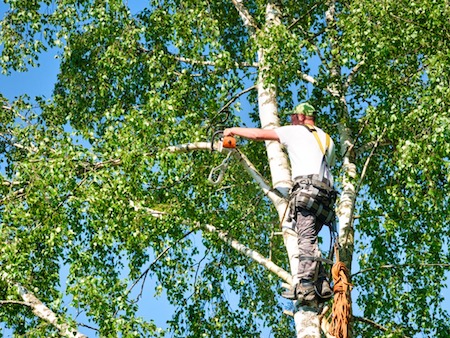 Tree Trimming Pros Phoenix