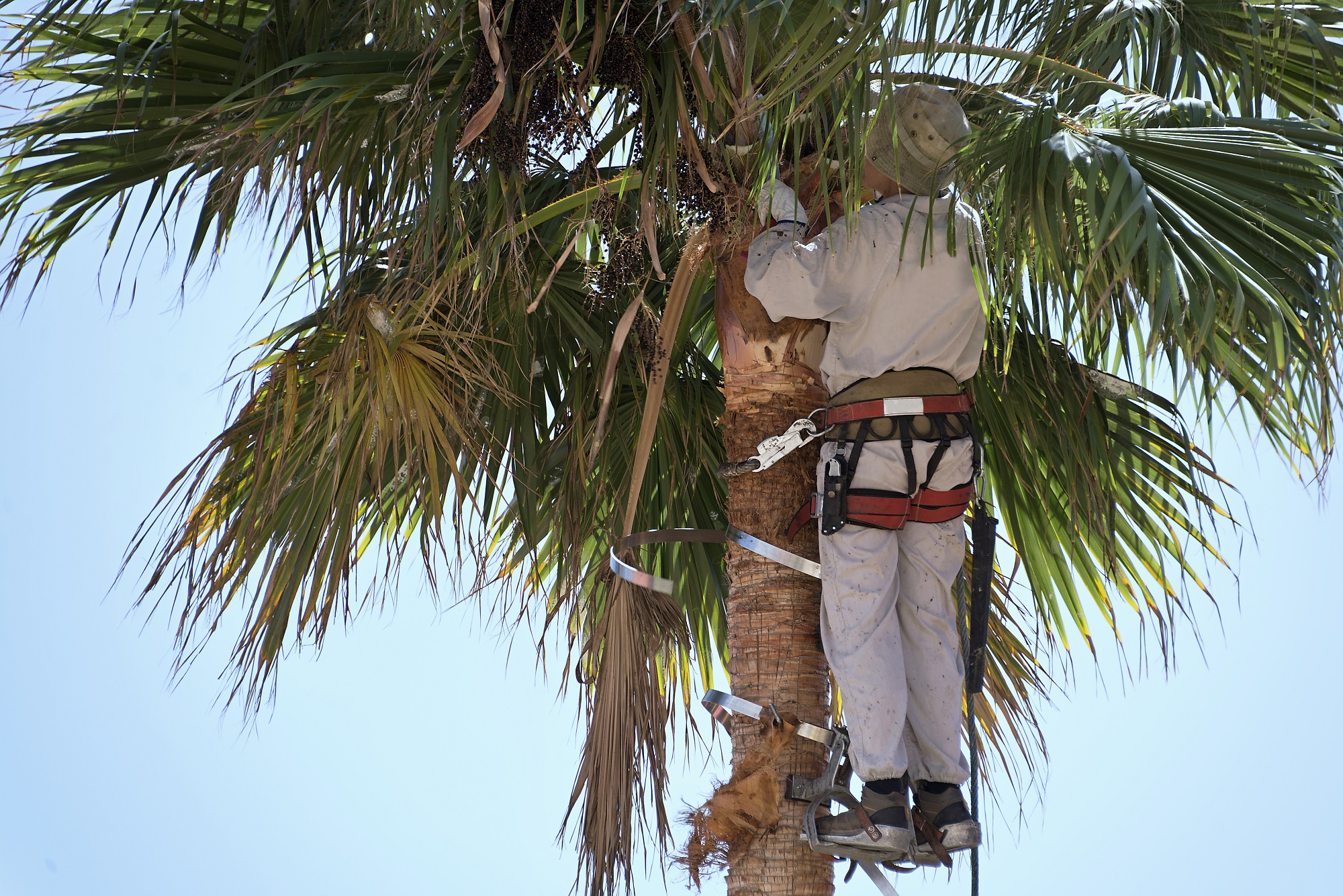 Palm Tree Trimming Scottsdale