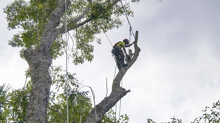 Tree Service Near Me Scottsdale