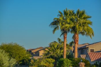 Certified Arborist Scottsdale