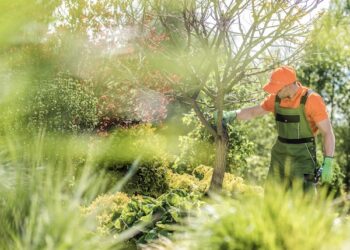 Tree Health & Disease Diagnostic Guide Phoenix AZ