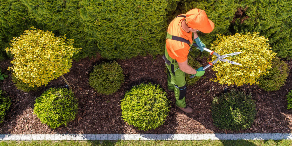 Tree Trimming Near Me in Phoenix