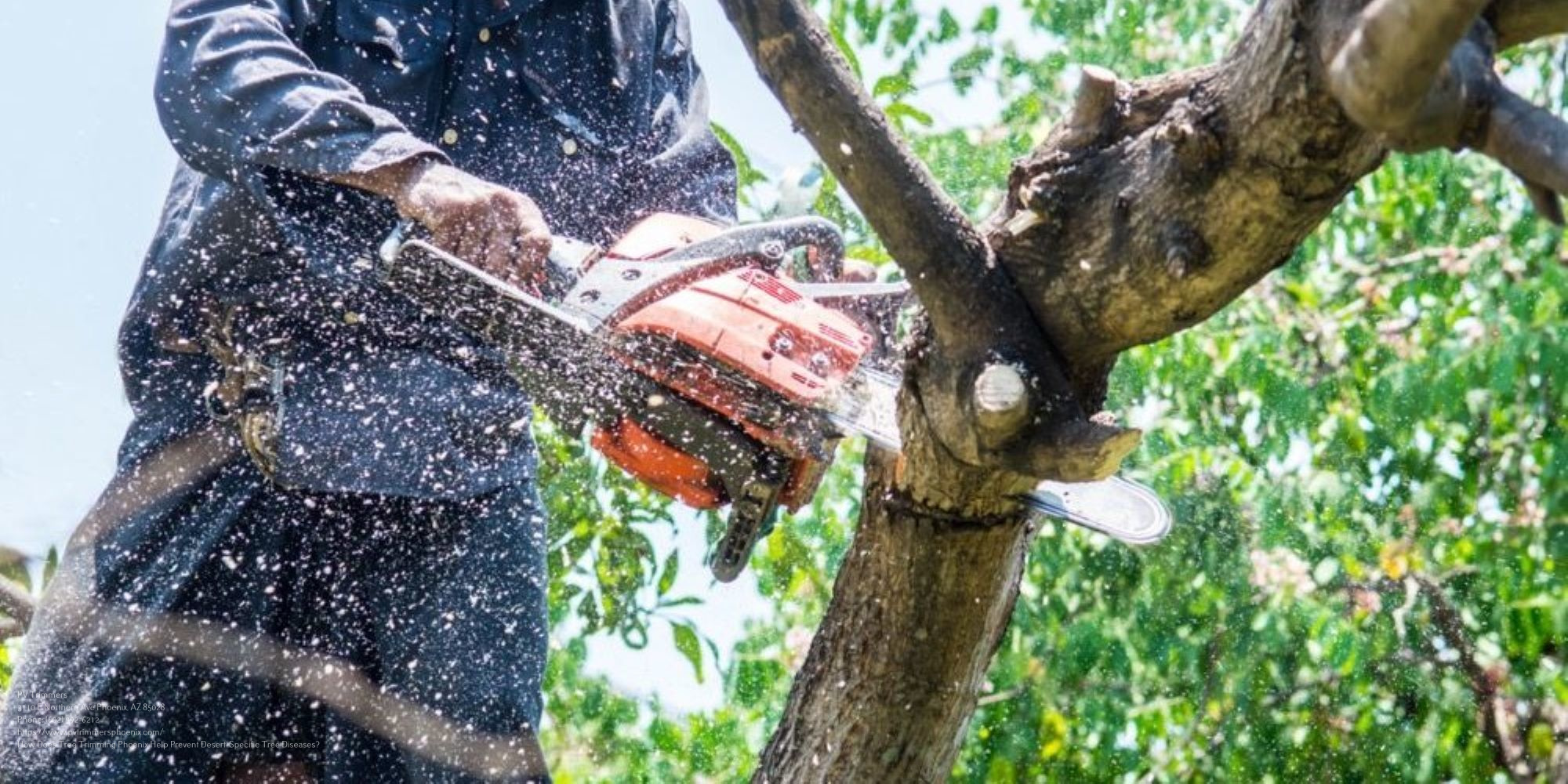 Tree Trimming Near Me Phoenix