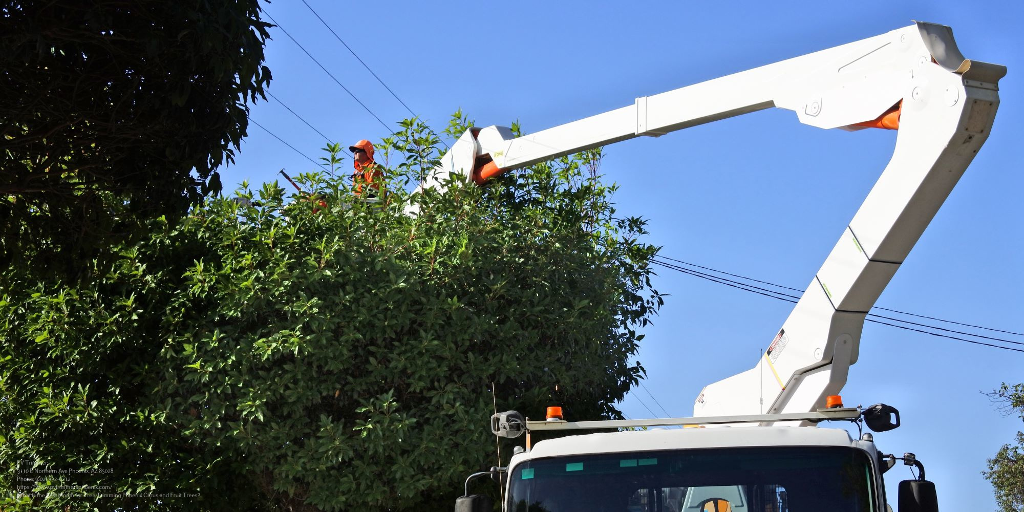 Tree Trimming Near Me Phoenix