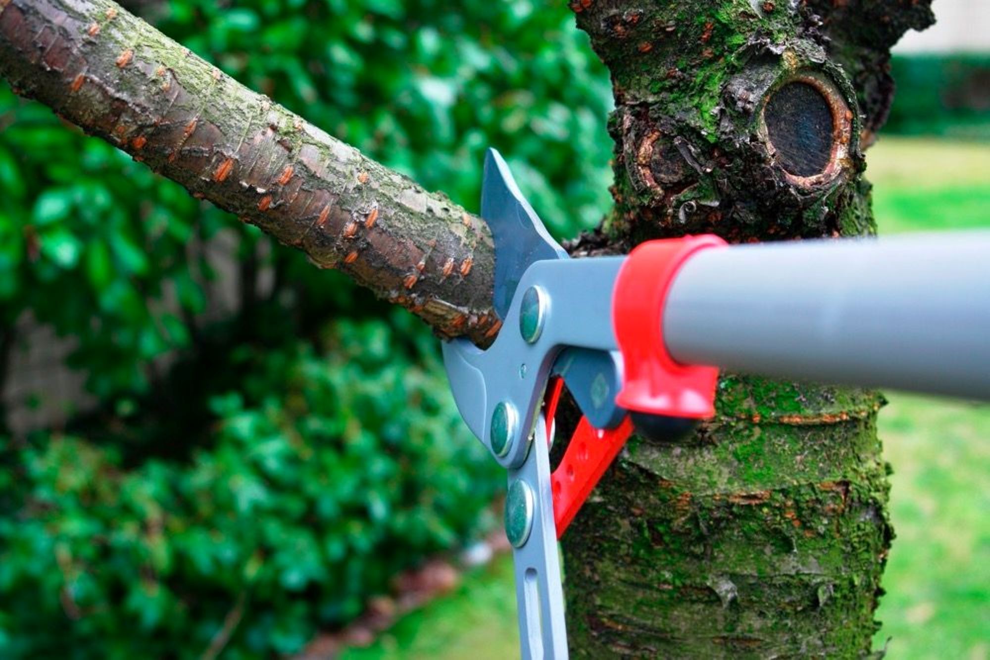 Tree Trimming Phoenix Tree Trimming Phoenix