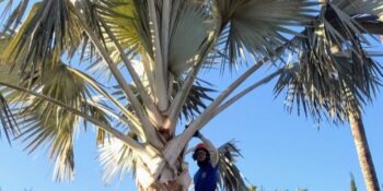 Tree Trimming Phoenix
