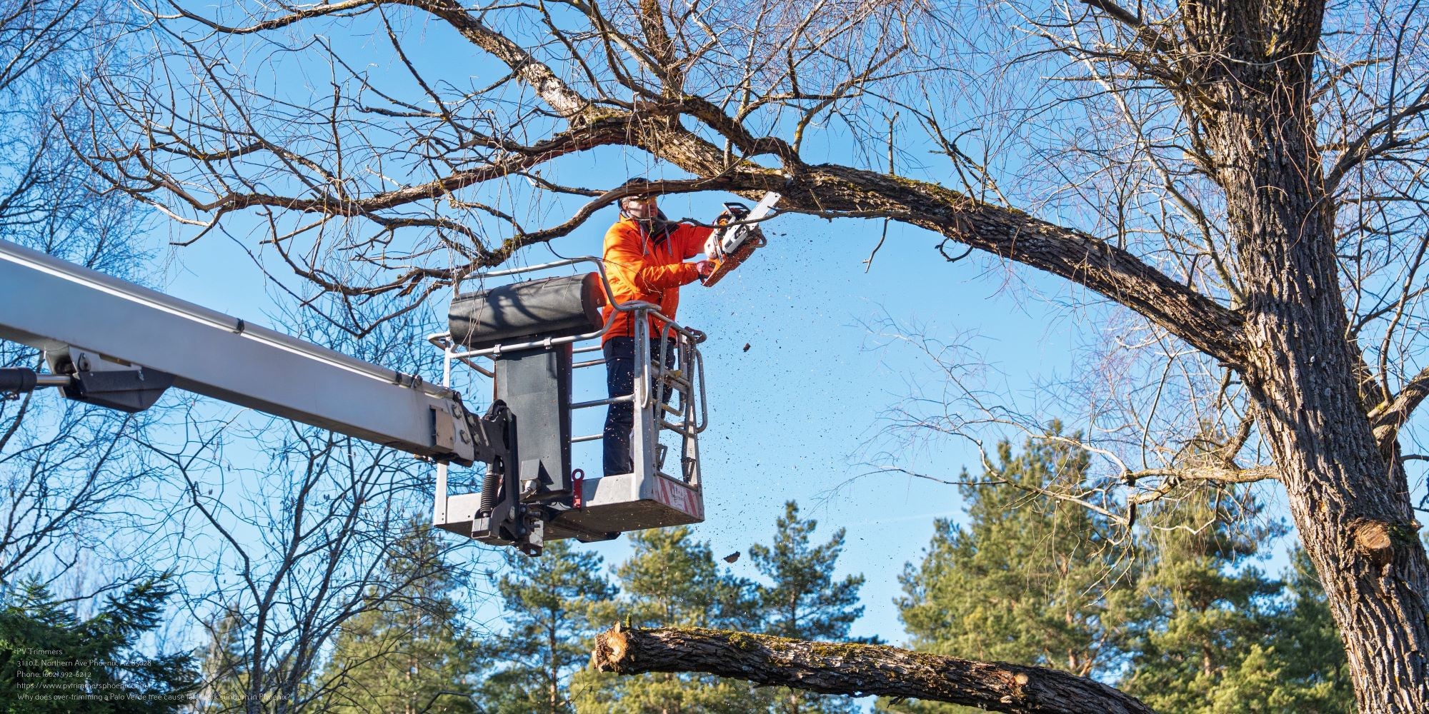 Tree Trimming Near Me Phoenix